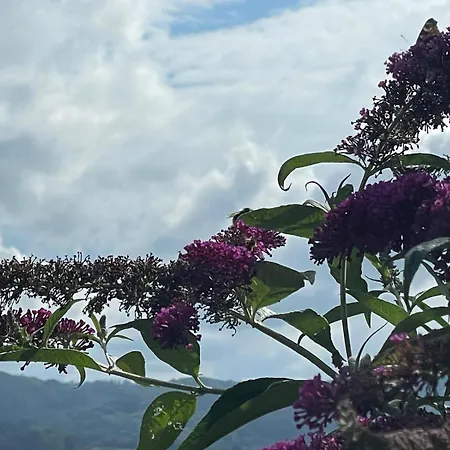 - In Der Hohen Eich Dg 公寓 *