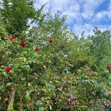 - In Der Hohen Eich Dg * 于伯林根