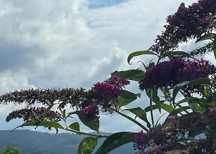 - In Der Hohen Eich Dg Apartman *